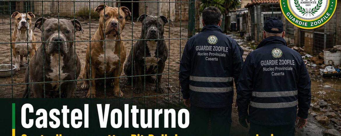 Caserta20260426 1 780x470